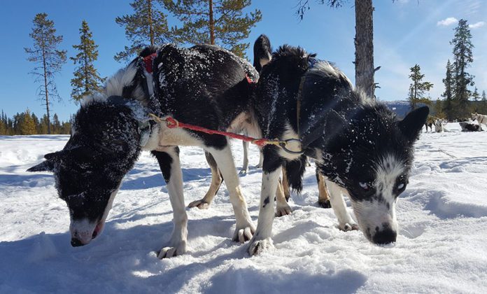 Fj&auml;llr&auml;ven Polar
